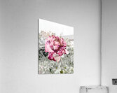 Abstract Rose Garden Acrylic Print