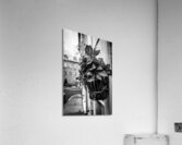 Black flower Acrylic Print