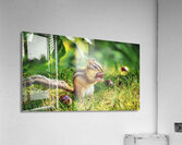 CHIPMUNK WITH A CHESTNUT Acrylic Print