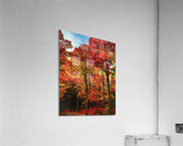 UNBELIEVABLE FOREST FOLIAGE Acrylic Print