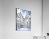 TALL PINES REACHING FOR THE SKY Acrylic Print