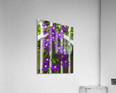 CLIMATIS ON THE TRELLIS Acrylic Print
