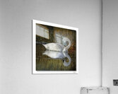 Swan Solitude Acrylic Print
