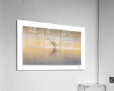 Sunset Capture Acrylic Print