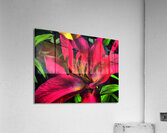 Abstract Lily Flower Close Up  Acrylic Print