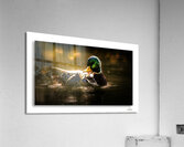 Young Duck Follies Acrylic Print