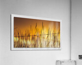 Golden Palouse Acrylic Print