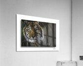 Huntress Acrylic Print