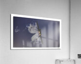 F22 Turn and Burn Acrylic Print