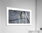 Eye of the Coop Acrylic Print