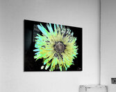Abstract Daisy in Green and Blue Acrylic Print
