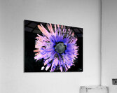 Abstract Daisy on a Dark Background Acrylic Print