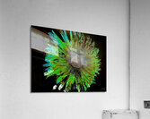 Abstract Daisy in Contrast Acrylic Print