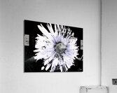 Abstract Daisy Too Acrylic Print