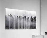 Mustangs Acrylic Print