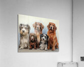 Friends Sitting Nicely Acrylic Print