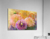 Dahlias Come in So Many Colours Acrylic Print