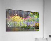 Collingwood Garden in the Rain Acrylic Print