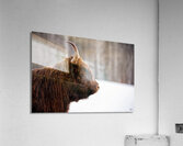 Prince Acrylic Print