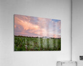 Sunshine blues Acrylic Print