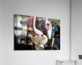 Beatrice Acrylic Print