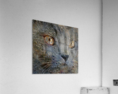 Smokey Blue Cat Portrait Acrylic Print