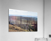 Burned Forest Acrylic Print