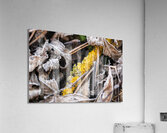 Closeup macro shot of a fungus and withered leaves covered by beautiful ice crystals  Acrylic Print