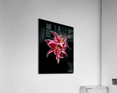 Vibrant Pink Lilies Acrylic Print
