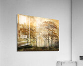 Trees in Morning Acrylic Print