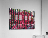 Burning Bush Behind Bars Acrylic Print