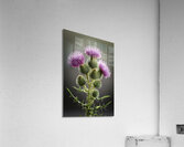 Scottish Thistle Acrylic Print