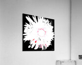 Distressed Abstract White and Pink Daisy on a Black Background Acrylic Print