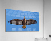 Juvenile Bald Eagle - Fresh Catch  Acrylic Print