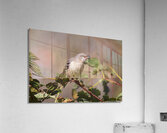 Northern Mockingbird - Berry in the Beak  Acrylic Print