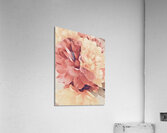 blooming flower Acrylic Print