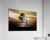 Majestic Freedom: Wild Horse at Sunset Acrylic Print