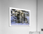 Winter Bull Moose Acrylic Print