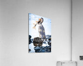 Dinner time  Acrylic Print