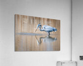 DSC07773 Acrylic Print