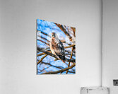 DSC06793 Acrylic Print