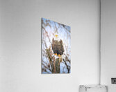 DSC06907 Acrylic Print