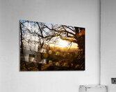 Setting sun shining through the branches of a beautiful old tree in front of countryside  Acrylic Print