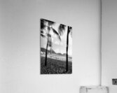 Black and white shot of palm trees at the promenade of Copacabana Beach in Rio de Janeiro Acrylic Print