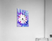 Abstract Surreal White Daisy Acrylic Print