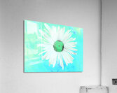 Abstract White and Green Daisy Acrylic Print