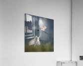 DSC_2361 Acrylic Print