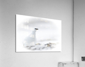 _TE81000 Acrylic Print