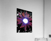Abstract Vibrant Red and Purple Daisy Flower Acrylic Print