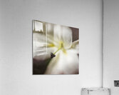 044A1377 Acrylic Print